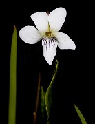 Viola macloskeyi - Macloskeys Violet